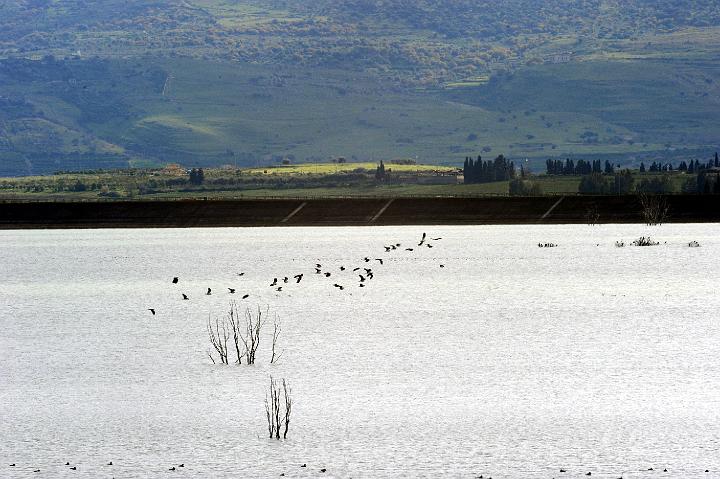 Biviere di Lentini 23.1.2011 (211).jpg